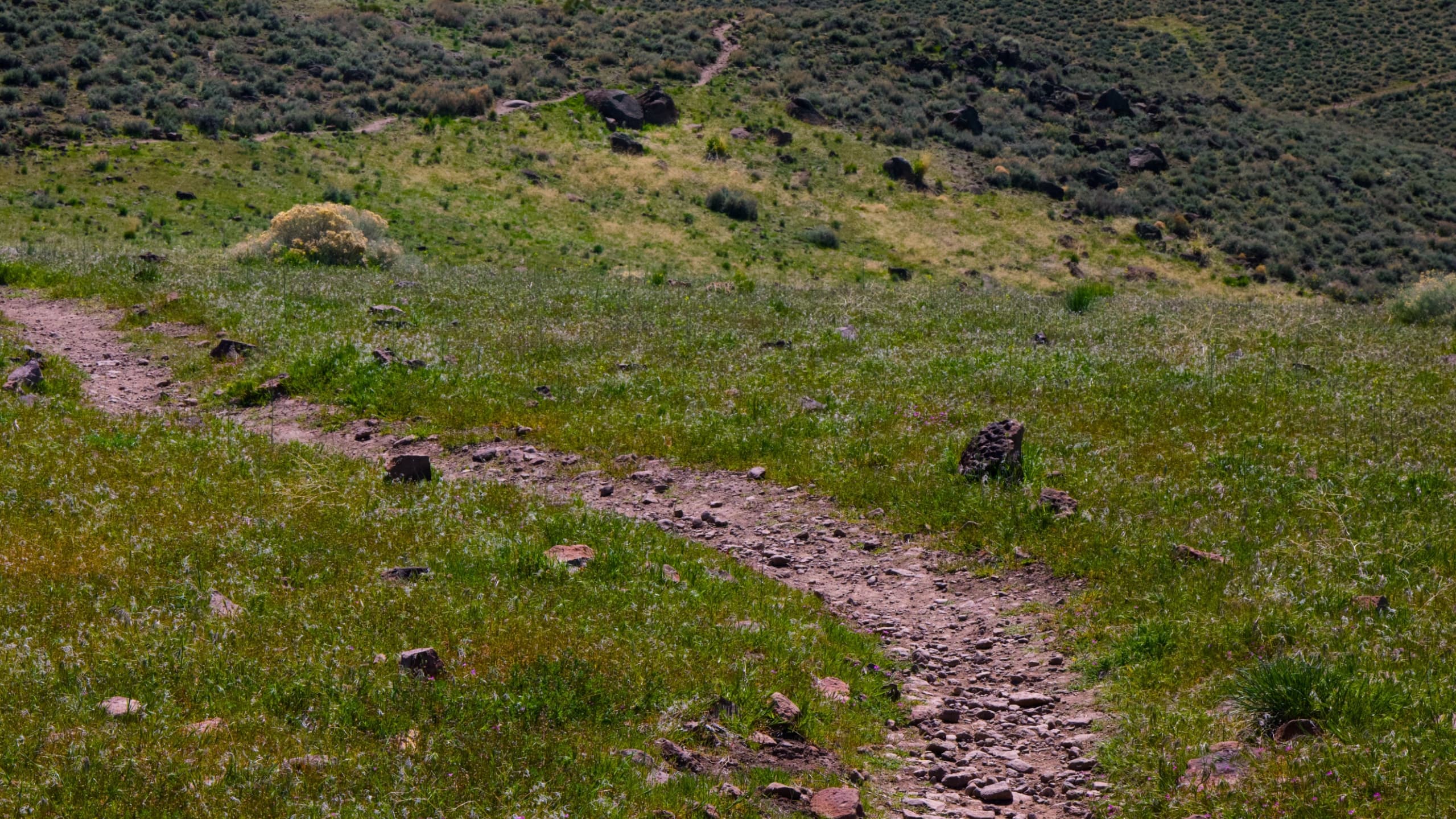 Desert path